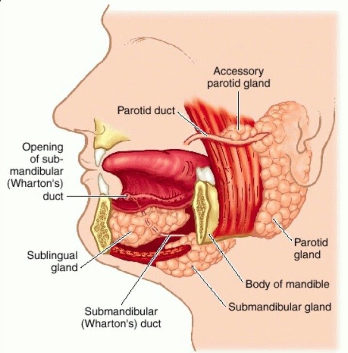 Salivary Gland